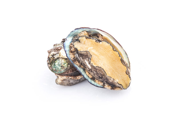 abalone