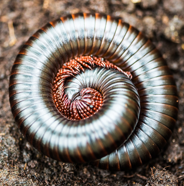 millipede