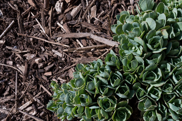 sedum
