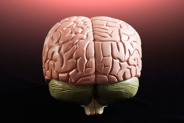 medulla