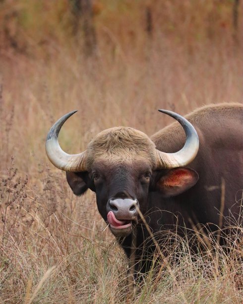 ox