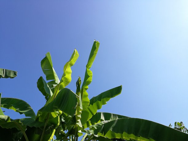 仰拍芭蕉蓝天