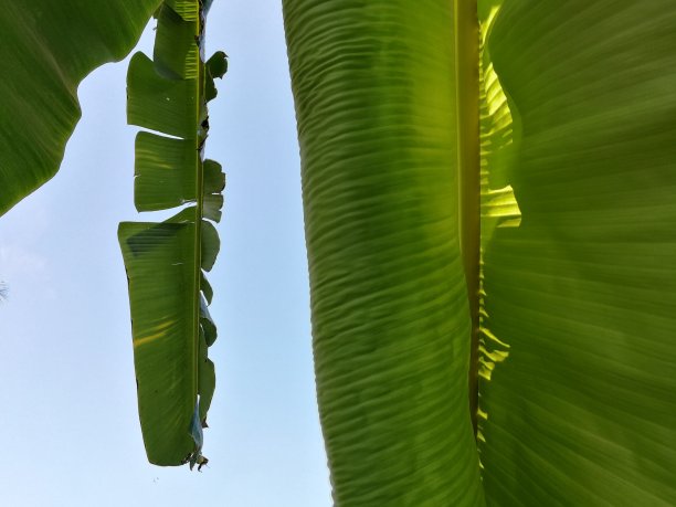 仰拍芭蕉蓝天