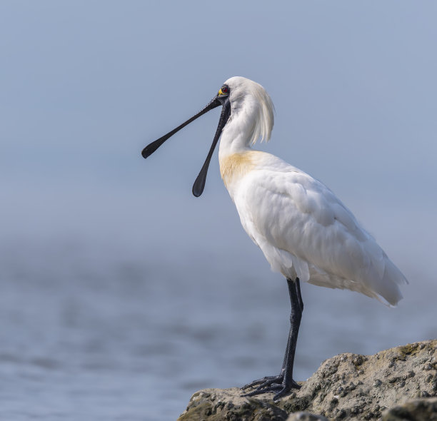 spoonbill