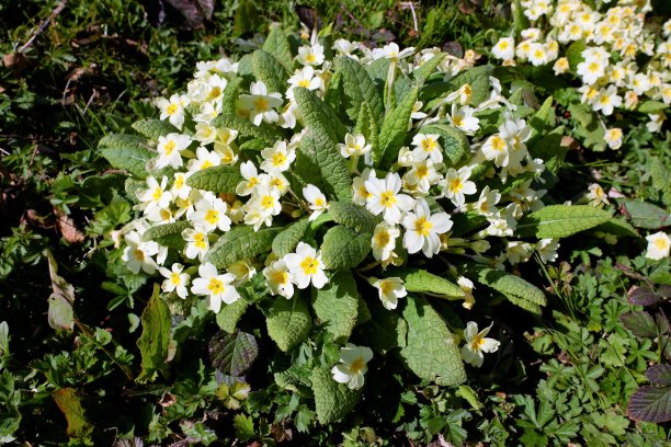primula