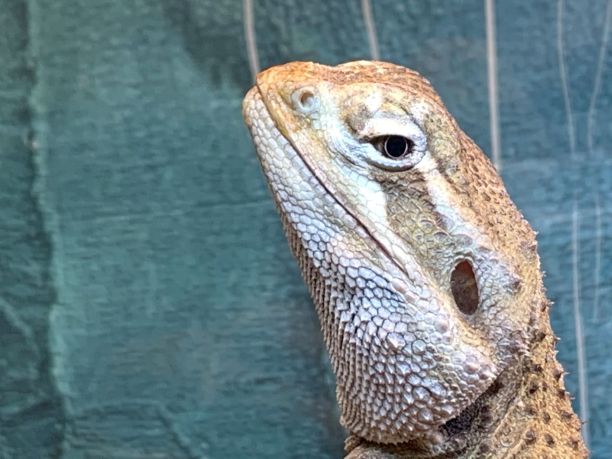 pogona