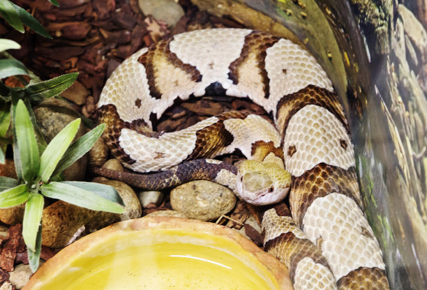 copperhead