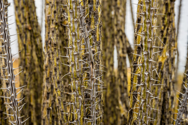 ocotillo