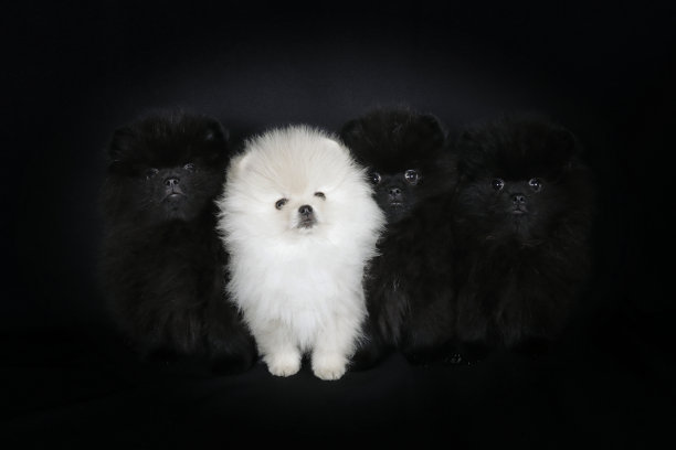 pedigree