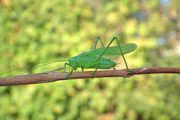 katydid