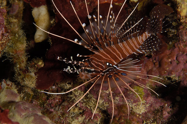 lionfish