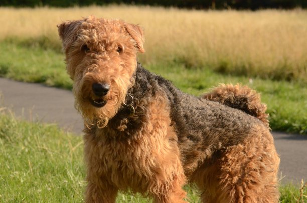 airedale