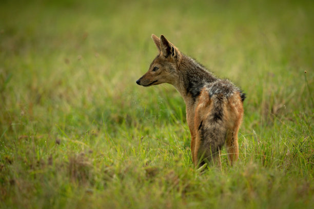jackal