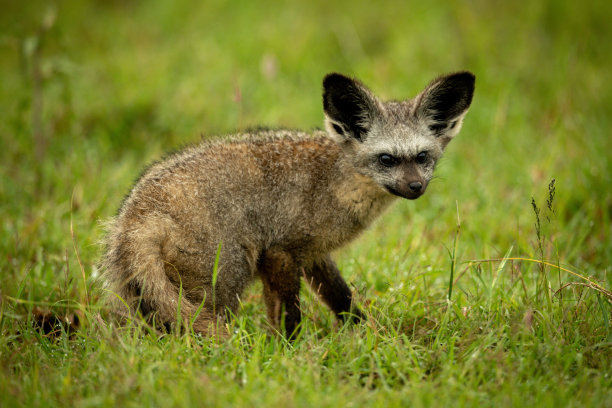 otocyon