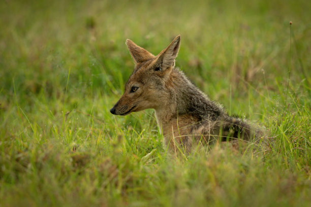 jackal