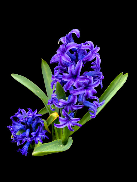 hyacinth
