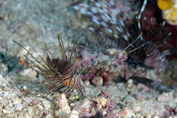 lionfish