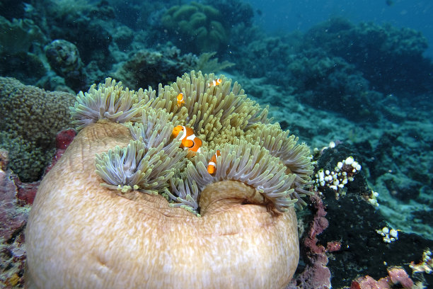 anemonefish