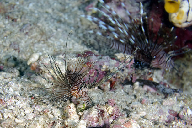 lionfish