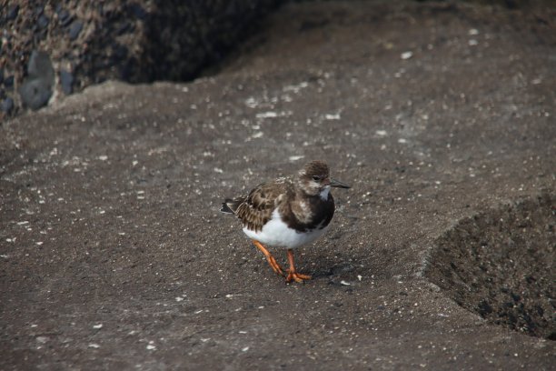 haematopus