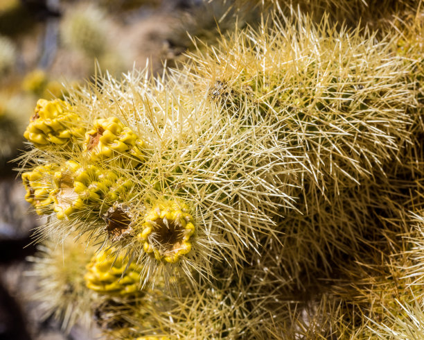 cholla