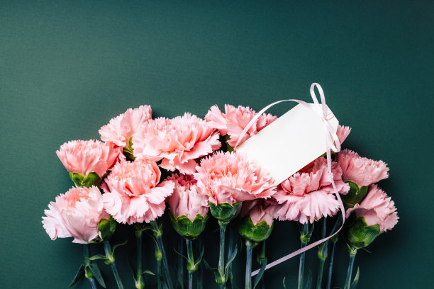 dianthus