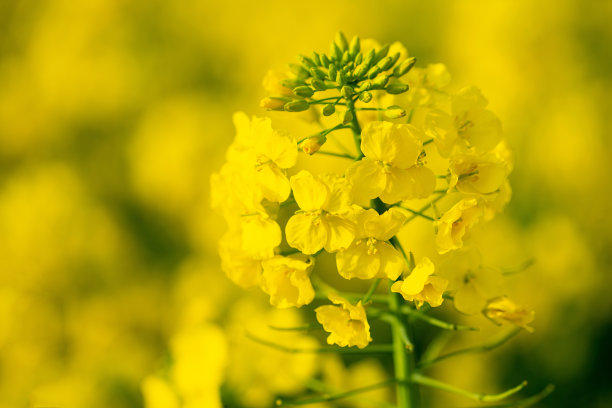 油菜花特写