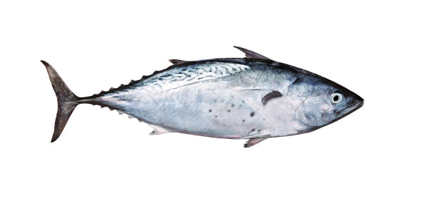 tuna