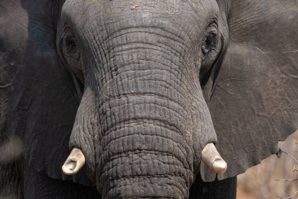 pachyderm