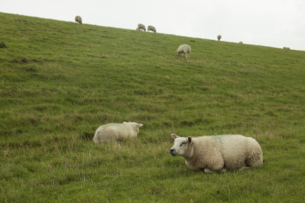 _texel
