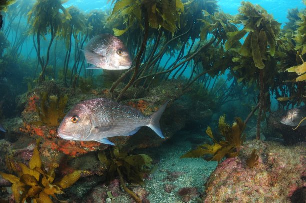 snapper