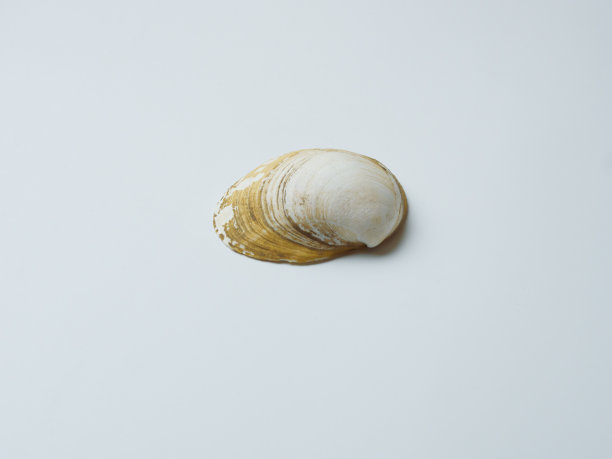 tridacna