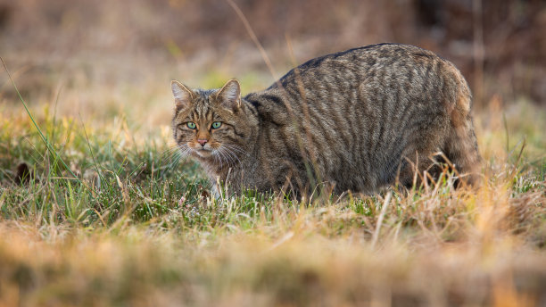 felis