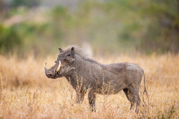 phacochoerus