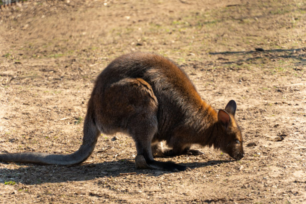 wallaroo
