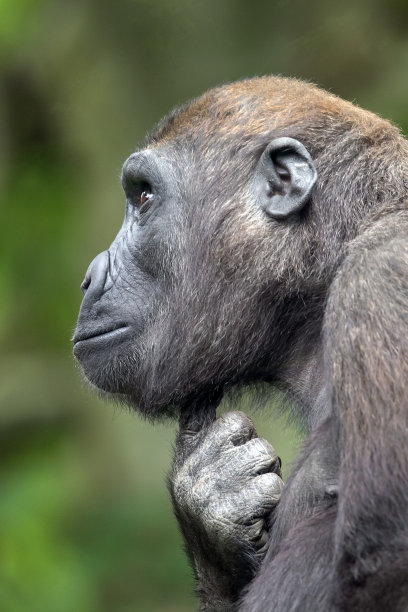 ape