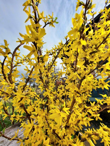 forsythia