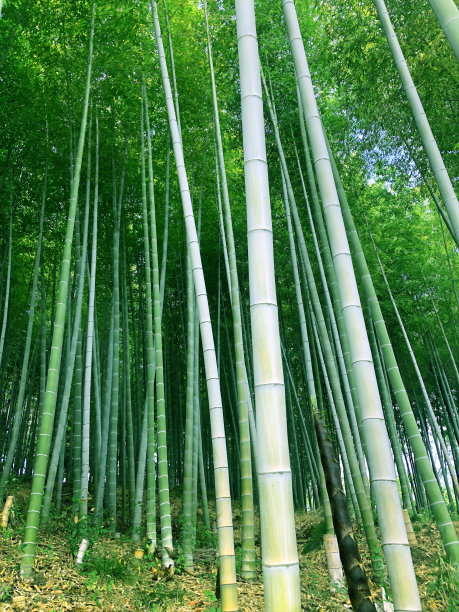 竹,竹林,枝繁叶茂