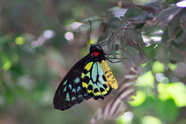 ornithoptera