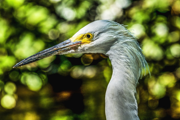 egretta