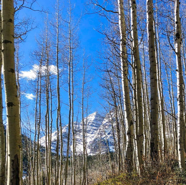 aspen