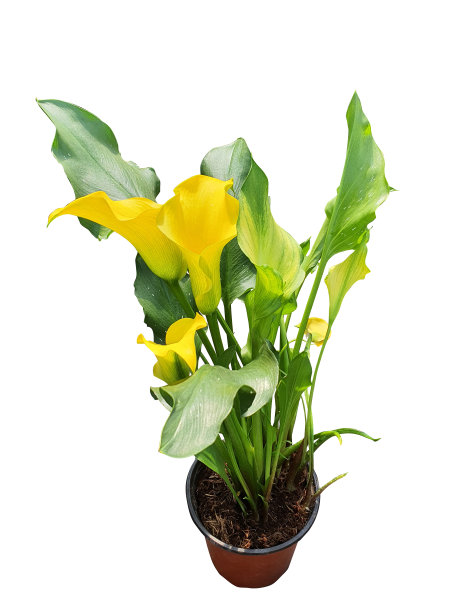 zantedeschia