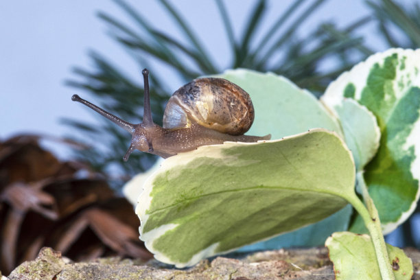 mollusk