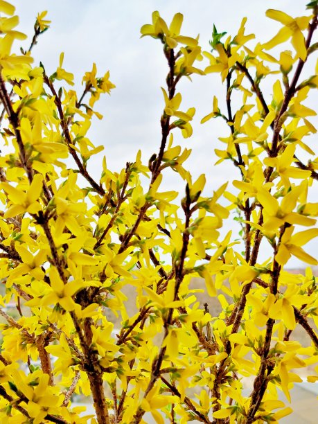 forsythia