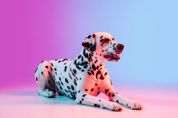 dalmatian