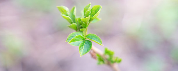 twig