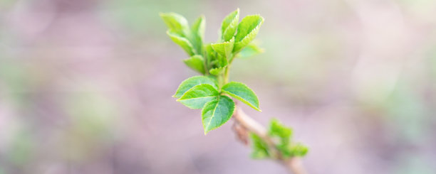 twig