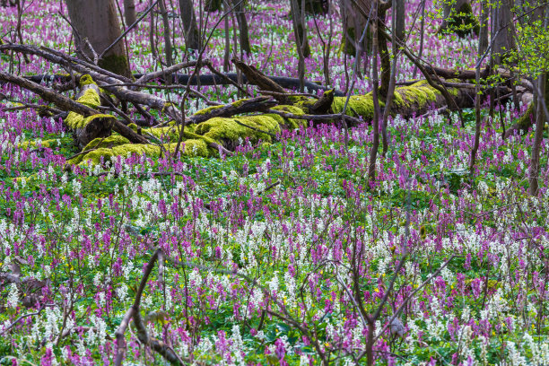 corydalis