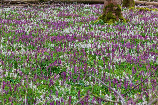 corydalis
