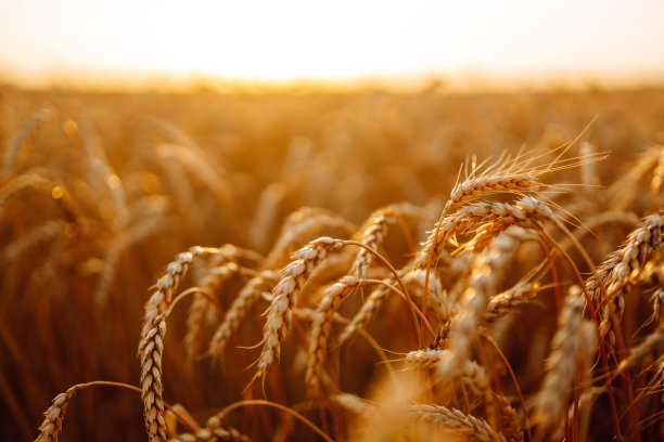harvest
